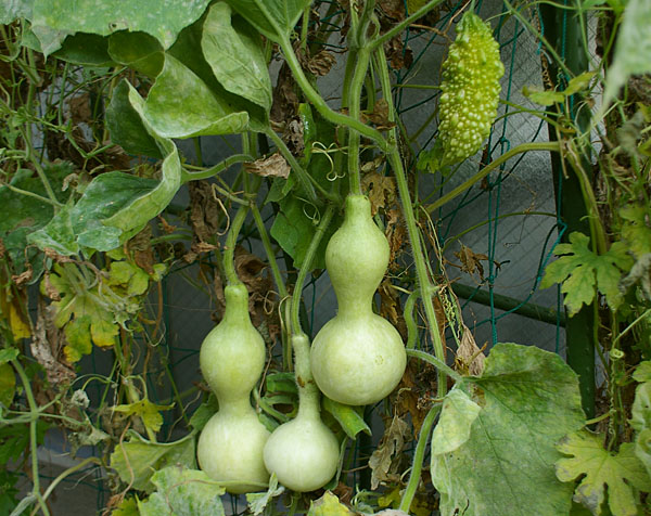 へうげもの。 デザイン夜話