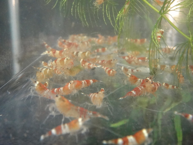 水草・日本産淡水魚_f0189122_139782.jpg