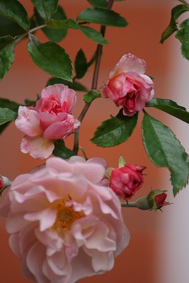 f0170524_11205546.jpg