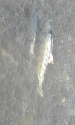 c0179647_1756330.jpg