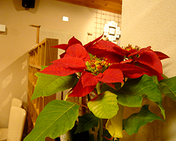 d0050155_10023.jpg
