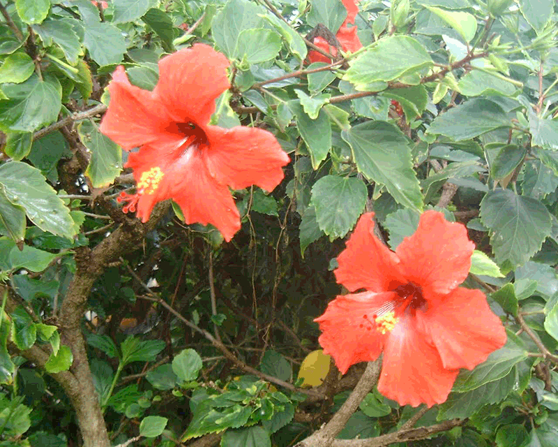 ハイビスカス コキオ 楽園ハワイの花図鑑