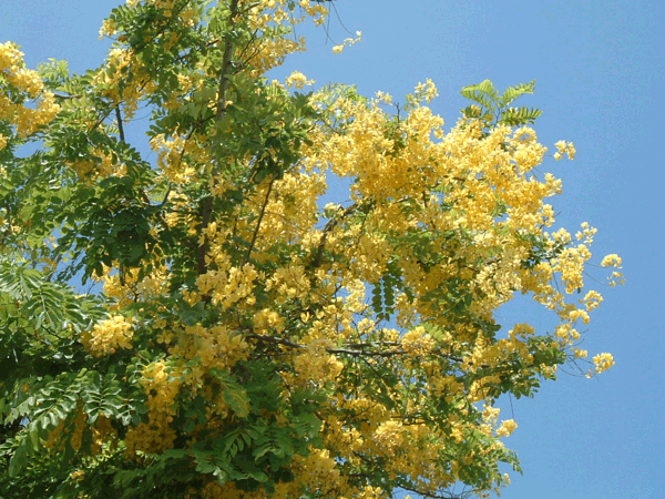 ゴールデン シャワー ツリー 楽園ハワイの花図鑑