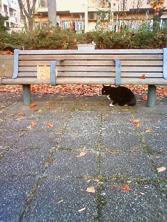 冬猫_b0117785_12125976.jpg