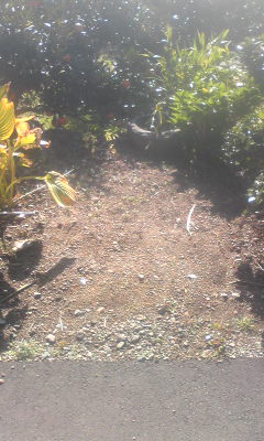 e0181885_12352227.jpg