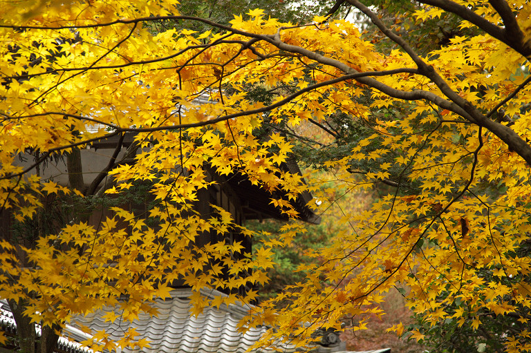 2009.11.20平林寺_f0190989_762967.jpg