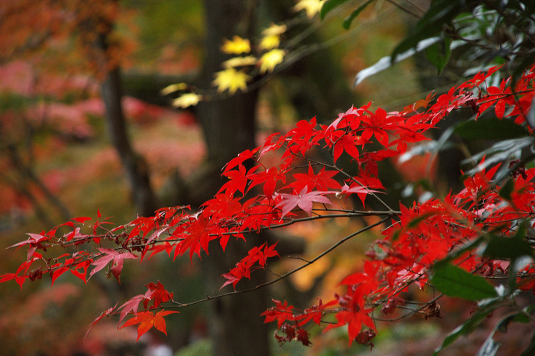 2009.11.20平林寺_f0190989_793832.jpg