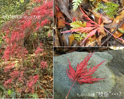 『もみじ狩り』 東山動植物園vol.17_b0142197_10492748.jpg