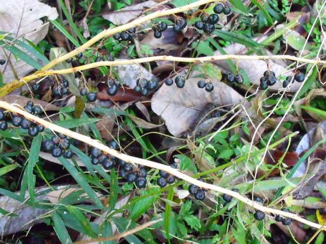 e0025300_1233783.jpg