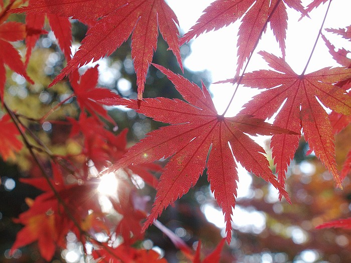 紅葉サイクリング　第３弾　その１　－犬山　寂光院－_e0075403_18345921.jpg