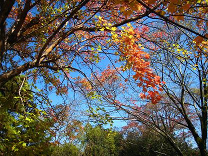 鶴舞公園　紅葉_c0131907_21255117.jpg