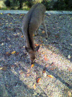 f0079111_2393184.jpg