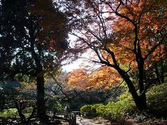 紅葉の大名庭園、六義園散歩（11月下旬）_c0192215_9425943.jpg