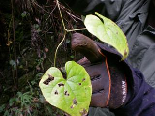 自然薯掘り お金をかけないで遊んでいる おじさんの日記