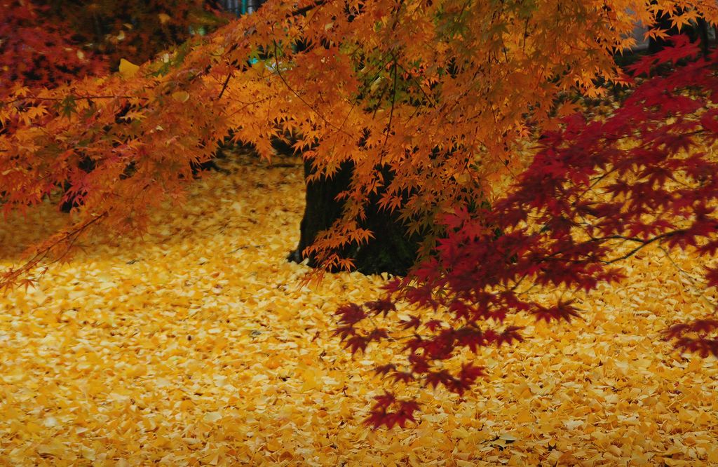 京都 紅葉 永観堂は銀杏が見事な脇役だった 私のデジタル写真眼 京都 紅葉 永観堂は銀杏が見事な脇役だった 私のデジタル写真眼