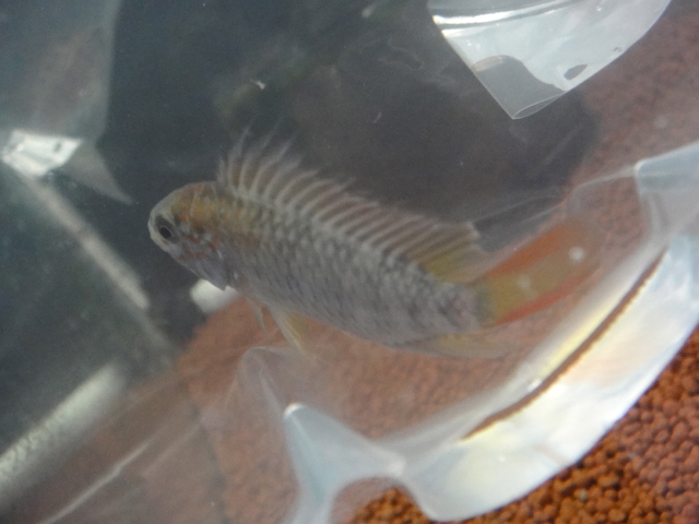 熱帯魚・水草_f0189122_13251117.jpg