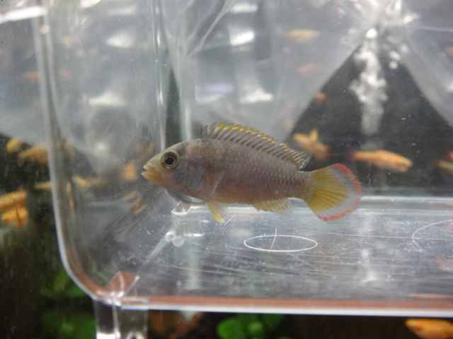 熱帯魚・水草_f0189122_13334661.jpg