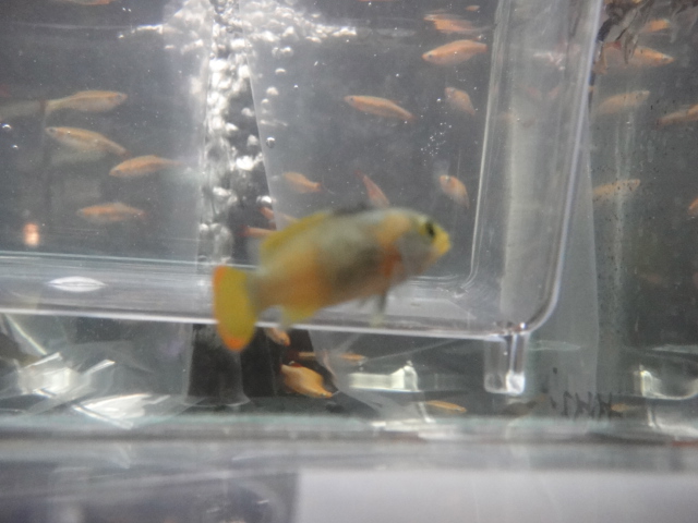 熱帯魚・水草_f0189122_13335679.jpg