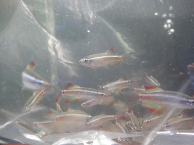 熱帯魚・水草_f0189122_13344555.jpg