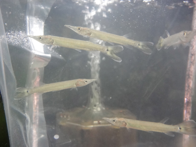 熱帯魚・水草_f0189122_13362562.jpg