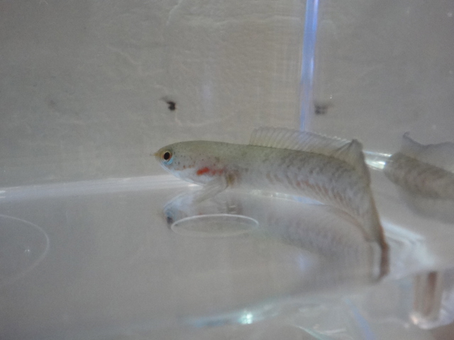 熱帯魚・水草_f0189122_13365047.jpg