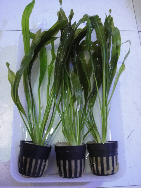 熱帯魚・水草_f0189122_13382135.jpg
