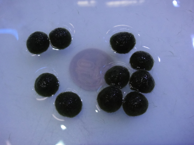 熱帯魚・水草_f0189122_13392061.jpg