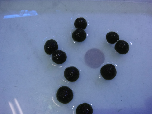 熱帯魚・水草_f0189122_1339315.jpg