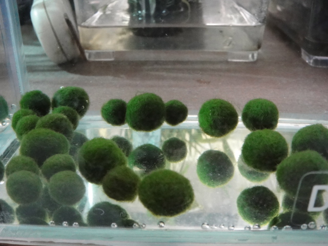 熱帯魚・水草_f0189122_13393991.jpg