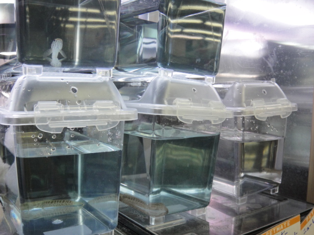 熱帯魚・水草_f0189122_14532597.jpg