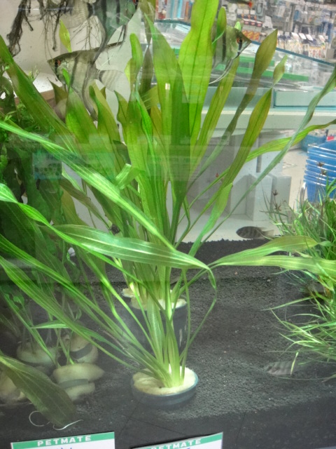 熱帯魚・水草_f0189122_14533584.jpg