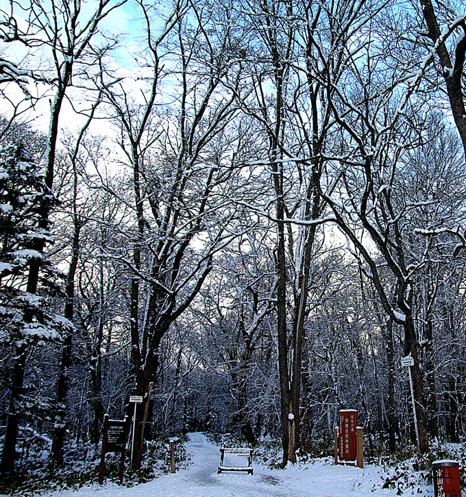 野幌森林公園 雪の便り _c0223825_6543175.gif