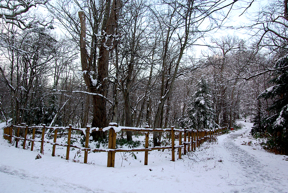 野幌森林公園 雪の便り _c0223825_76121.gif