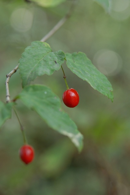 c0027027_23403384.jpg