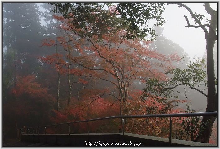 そうだ、もみじ見に行こ。　～霧のもみじ・善峯寺　①～_c0200027_20375444.jpg