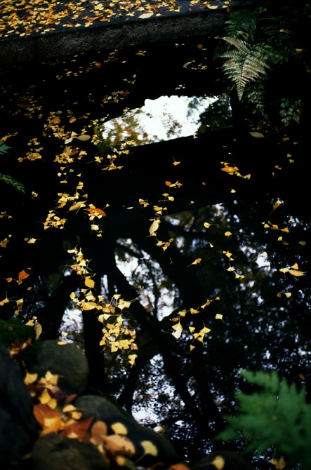 2009-11-26　銀杏の葉に彩られた風景_c0136330_85024.jpg