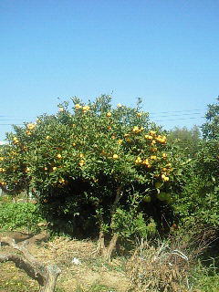 a0127331_1126989.jpg