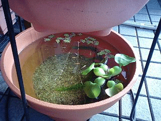 d0048332_21312348.gif