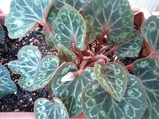 d0048332_21443648.gif