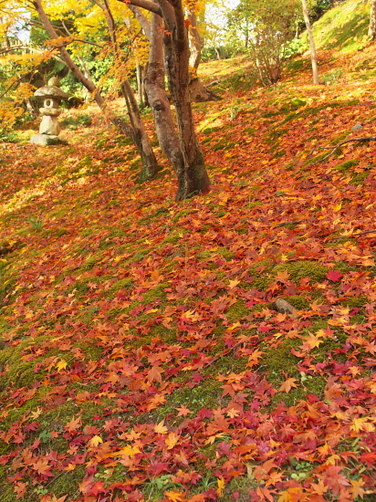 紅葉巡り2009～奈良・當麻寺その壱～(11/23)_e0080133_2332396.jpg