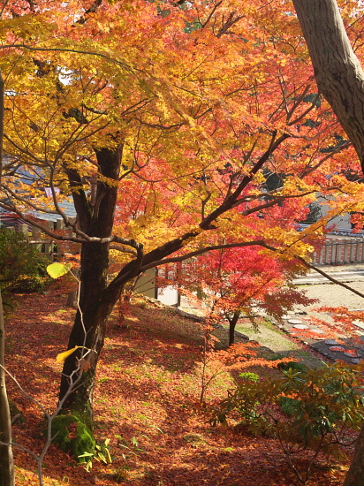 紅葉巡り2009～奈良・當麻寺その壱～(11/23)_e0080133_2333264.jpg