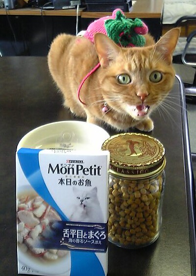 ファニーフェイス猫 しぇる編。_a0143140_17114876.jpg