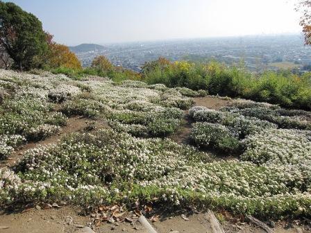 日笠山の「野路菊」・・・①_b0162442_21471942.jpg