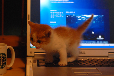 子猫いりませんか!?_b0186442_22254160.jpg
