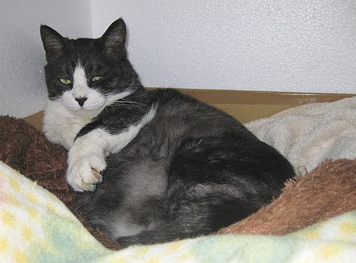 庭に子猫出没!が・・・_b0024945_2023839.jpg