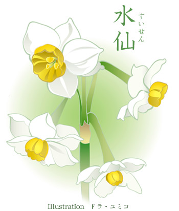 水仙の花のイラスト ドラ ユミコのイラスト料理店