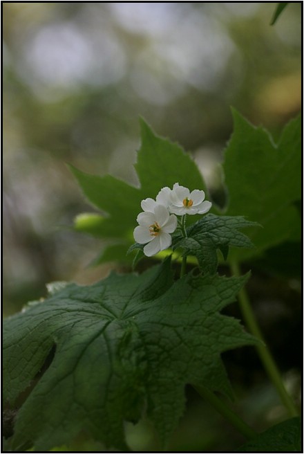 思い出の花達　Ⅰ_e0091347_232487.jpg