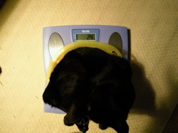 仔猫たち〜生後107日目備忘録(16週)_f0054859_23263656.jpg