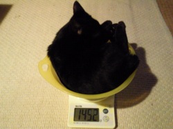 仔猫たち〜生後107日目備忘録(16週)_f0054859_23265360.jpg
