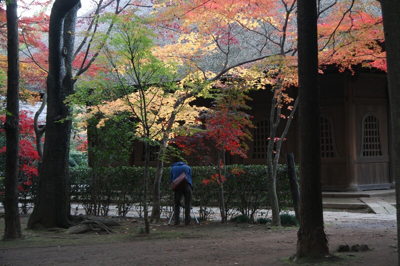 両陛下が紅葉満喫　新座の平林寺_e0009760_1572359.jpg